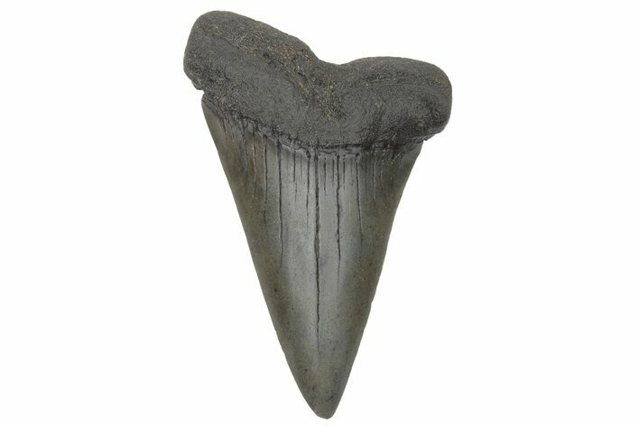Fossil Broad-Toothed Mako Tooth - South Carolina #214602
